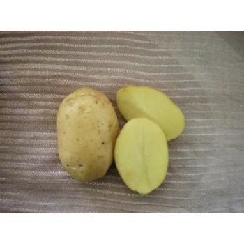 купить картофель на посадку ТУЛЕЕВСКИЙ в Новосибирске