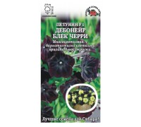 ПЕТУНИЯ ДЕБОНЕЙР БЛЕК ЧЕРРИ