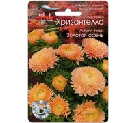 АСТРА ХРИЗАНТЕЛЛА ЗОЛОТАЯ ОСЕНЬ