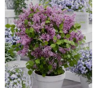 Сирень Мейера ФЛАУЭРФЕСТ ПУРПЛ (Syringa meyeri Flowerfesta purple) (патио)