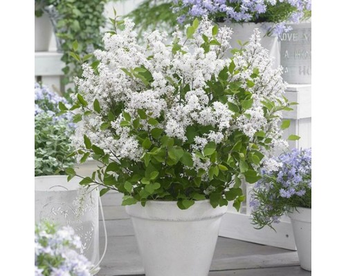 Сирень Мейера ФЛАУЭРФЕСТ ВАЙТ (УАЙТ) (Syringa meyeri Flowerfesta White) (патио)