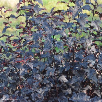 Пузыреплодник калинолистный ОЛЛ БЛЭК (Physocarpus opulifolius `All Black')