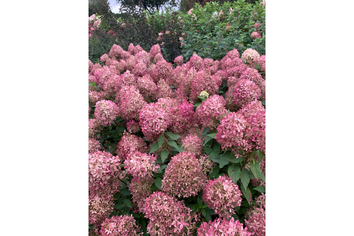 Купить новинки гортензий метельчатая Пиксио (Pixio) ЗКС в Новосибирске ...