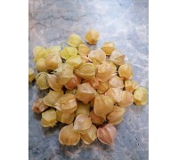 ФИЗАЛИС ПАДАЮЩИЕ ВИШНИ ТЕТИ МОЛЛИ (Aunt Molly's Ground Cherry), 10 шт