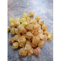 ФИЗАЛИС ПАДАЮЩИЕ ВИШНИ ТЕТИ МОЛЛИ (Aunt Molly's Ground Cherry), 10 шт