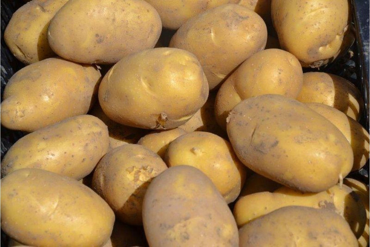 Сорта картофеля фото с названиями и описанием. Бернина картофель семенной. Семенной картофель, сорт «Бернина». Сорт картофеля Бельмондо. Сорт картошки Бернина.