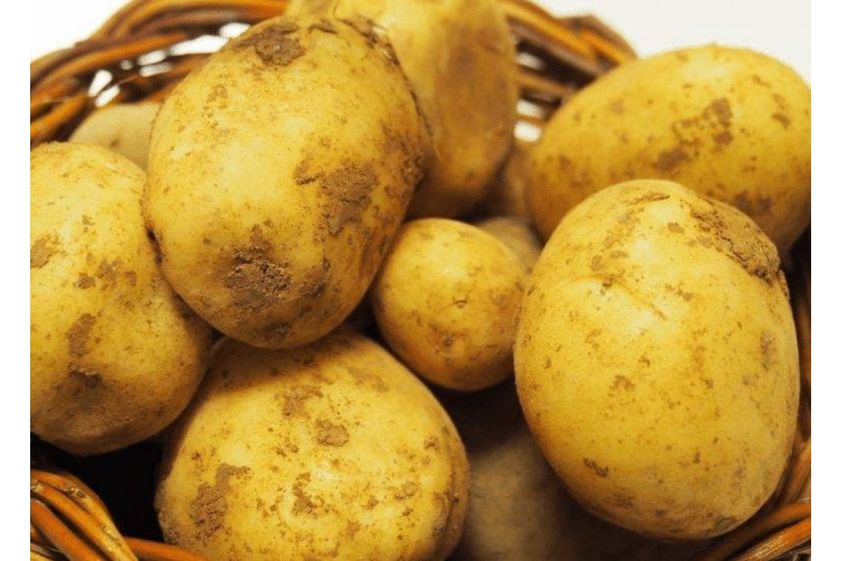 Колобок картофель характеристика. Картофель Тимо Ханккиян. Сорт картофеля Тимо. Сорт Гретта картофель. Сорт картофеля отолия.