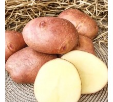 ВЗРЫВНОЙ 2  (АНАЛОГ  РЕД ЛЕДИ) (1 кг) элита