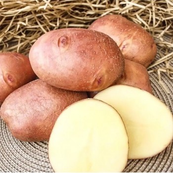 ВЗРЫВНОЙ 2  (АНАЛОГ  РЕД ЛЕДИ) (1 кг) элита