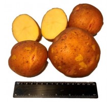 АЛКА СУПЕР ЭЛИТА (1кг) 