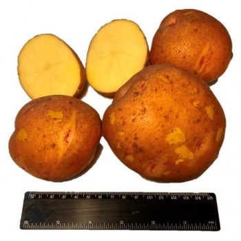 АЛКА СУПЕР ЭЛИТА (1кг) 