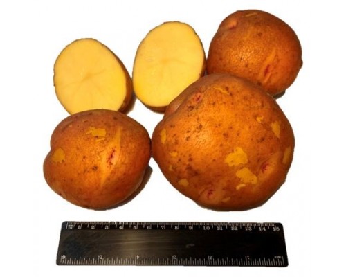 АЛКА СУПЕР ЭЛИТА (1кг) 