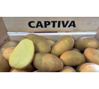 КАПТИВА (1 кг)
