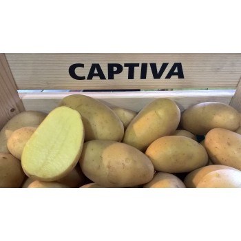 КАПТИВА (1 кг)