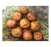 СВИТАНОК КИЕВСКИЙ СУПЕР ЭЛИТА (1кг)