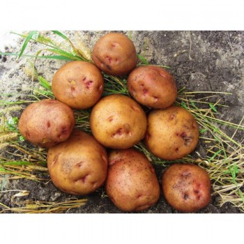 СВИТАНОК КИЕВСКИЙ СУПЕР ЭЛИТА (1кг)