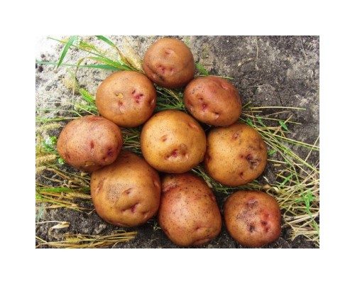 СВИТАНОК КИЕВСКИЙ СУПЕР ЭЛИТА (1кг)