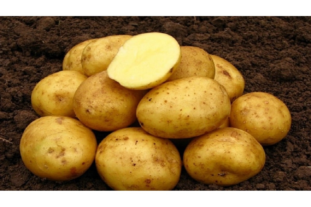Картофель округлой формы. Картофель сорт Нандина. Картофель Нандина семена. Семенной картофель Вега. Семенной картофель Винета.