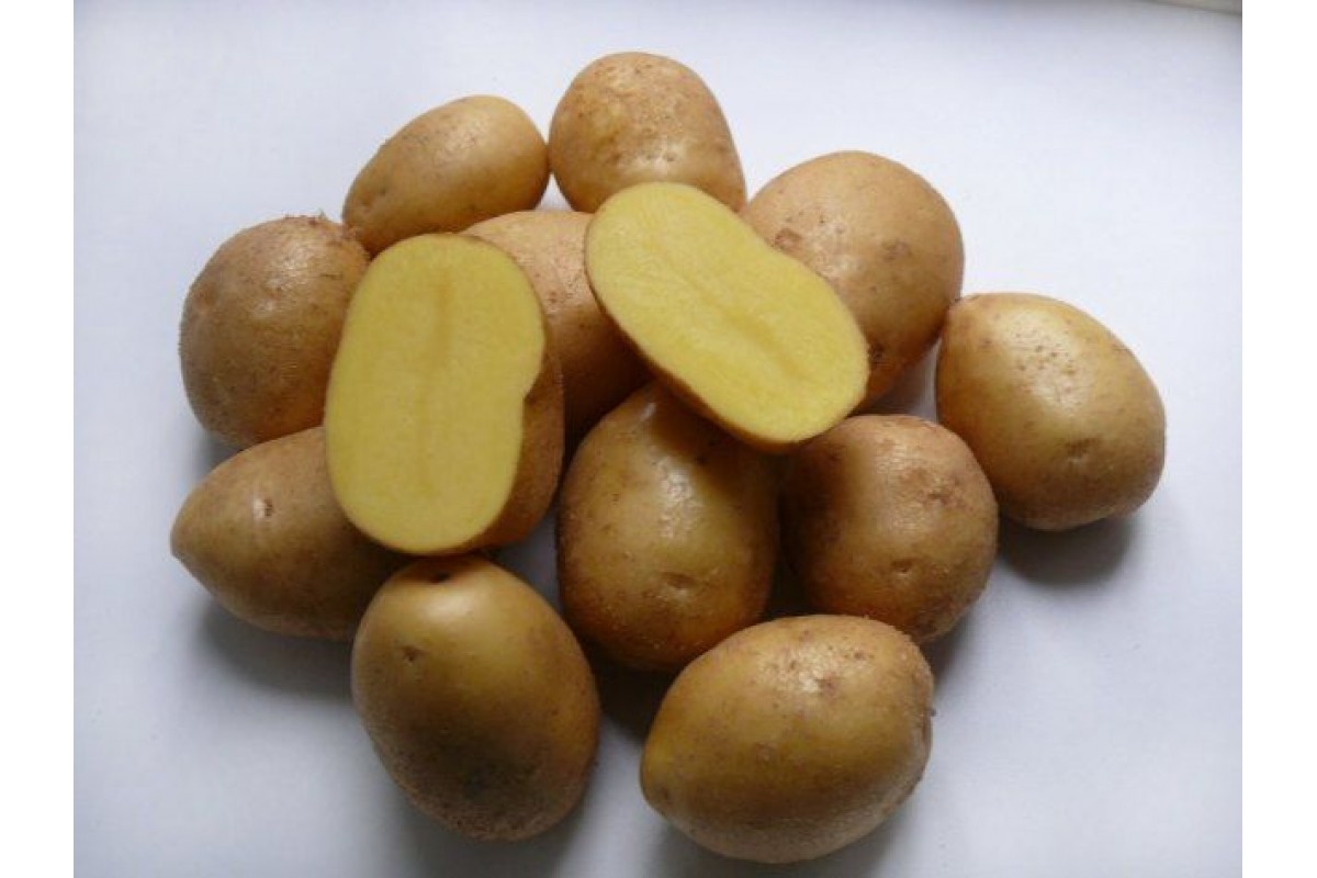 Джелли картофель характеристика отзывы. Сорт картофеля Импала. Картофель семенной Импала. Картофель сорт Коломба.