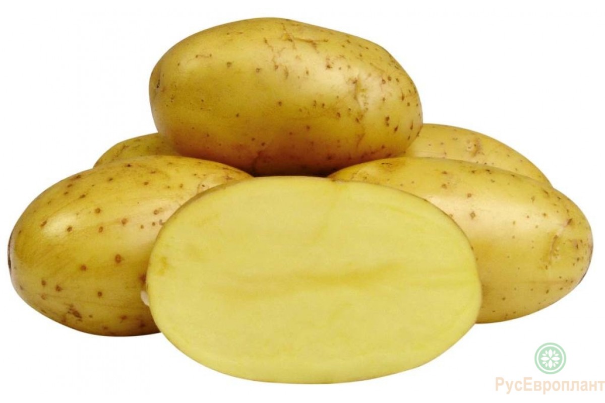 Джелли картофель характеристика отзывы. Картофель сорт Гала элита. Сорт картофеля Джелли. Картошка на белом фоне.