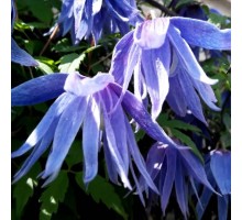 Клематис княжик Сесиль (Cecile), ЗКС Р9