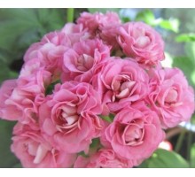 Swanland Pink/Australien Pink Rosebud зональная 