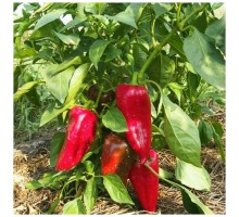 ПАЛАНИЧКО ЧУДО, 5 шт