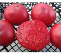 АМИШ ОКРУГА ТОДД (Todd County Amish), 10 шт