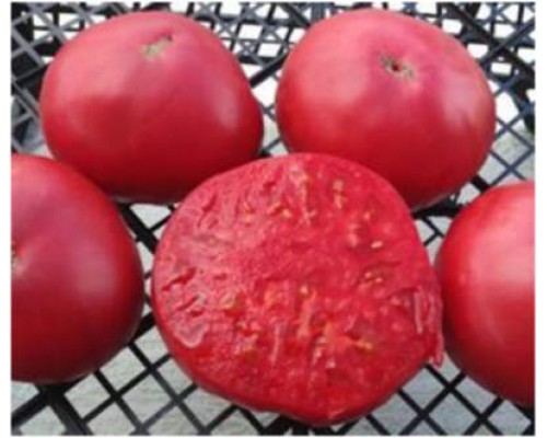 АМИШ ОКРУГА ТОДД (Todd County Amish), 10 шт