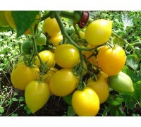 АННА ГЕРМАН, 10 шт