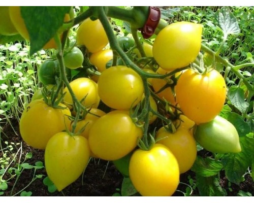 АННА ГЕРМАН, 10 шт