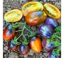 АТОМНЫЙ ВИНОГРАД БРЭДА, 10 шт