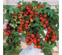 БАЯЯ (Bayaya), 10 шт