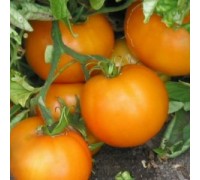 БАНЬЯН РУМИ (Banjan Rumi), 10 шт