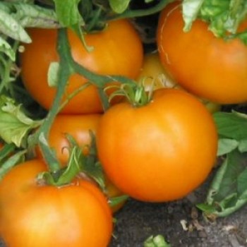 БАНЬЯН РУМИ (Banjan Rumi), 10 шт