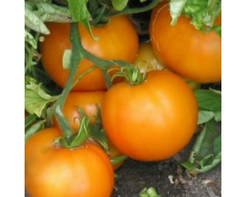 БАНЬЯН РУМИ (Banjan Rumi), 10 шт