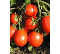 БАРНАУЛЬСКИЙ КОНСЕРВНЫЙ, 10 шт