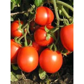 БАРНАУЛЬСКИЙ КОНСЕРВНЫЙ, 10 шт