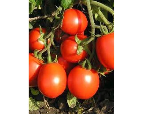 БАРНАУЛЬСКИЙ КОНСЕРВНЫЙ, 10 шт