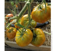 БЕРКЛИ ТАЙ ДАЙ ГРИН (Berkeley tie dye Green), 10 шт