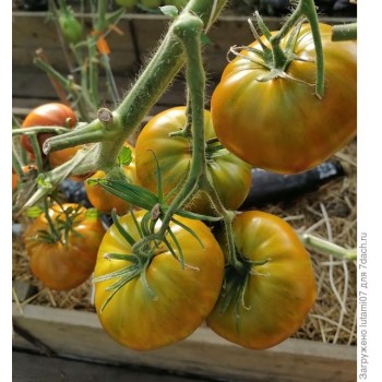 БЕРКЛИ ТАЙ ДАЙ ГРИН (Berkeley tie dye Green), 10 шт