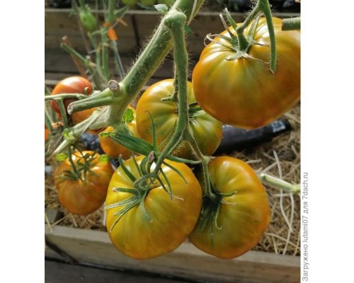 БЕРКЛИ ТАЙ ДАЙ ГРИН (Berkeley tie dye Green), 10 шт