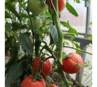 БОЛЬШАЯ МАЛИНА, 10 шт