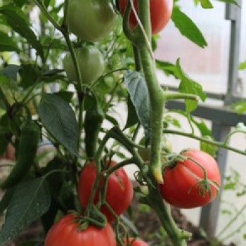 БОЛЬШАЯ МАЛИНА, 10 шт