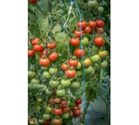 БРЕНДИВАЙН ЧЕРРИ (Brandywine Cherry), 10 шт