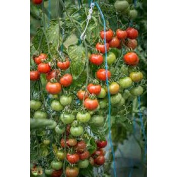 БРЕНДИВАЙН ЧЕРРИ (Brandywine Cherry), 10 шт