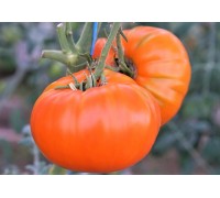 БРЕНДИВАЙН АБРИКОСОВЫЙ (Apricot Brandywine), 10 шт.