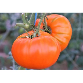 БРЕНДИВАЙН АБРИКОСОВЫЙ (Apricot Brandywine), 10 шт.