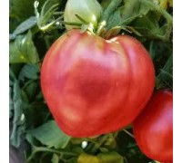 БЫЧЬЕ СЕРДЦЕ РЫБНОГО ОЗЕРА (Fich Lake Oxheart), 10 шт высокорослый, среднеспелый