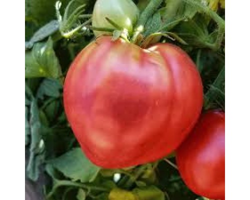 БЫЧЬЕ СЕРДЦЕ РЫБНОГО ОЗЕРА (Fich Lake Oxheart), 10 шт высокорослый, среднеспелый